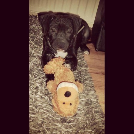 Jack (puppy)!